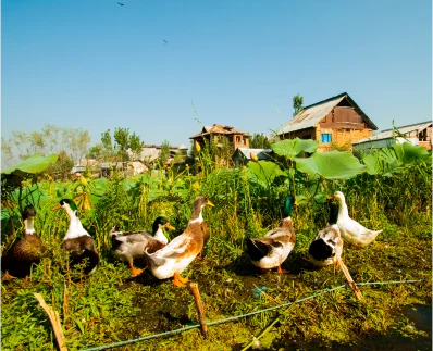 Agricultural & poultry farms 