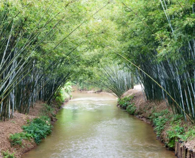 Bamboo village 