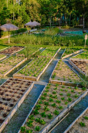 Food Forest & Organic farming